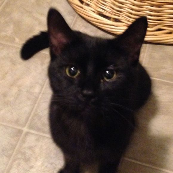 Meet your Posher, Chrissy - Picture 1 of 1